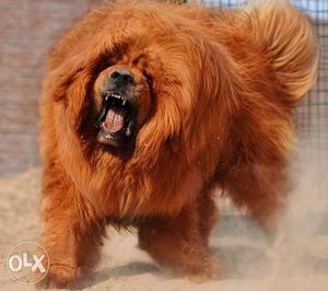 Verys Top Quality Best Tibetan mastiff puppies for sell in