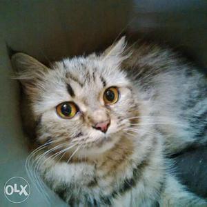 Wanted a semi Persian kitten..
