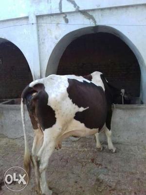 White And Black Short Coated Cow