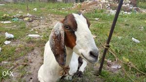 White And Brown Angle Nubian Goat