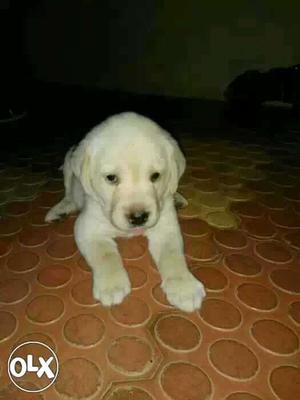 White Coated lab female pup for 38 days
