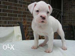 White Fawn Brindle Boxer pups! Outstanding quality! Vasai