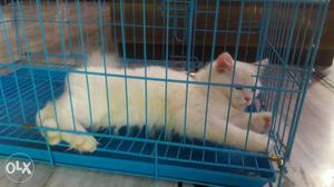White Fur Kitten; Blue Metal Cage