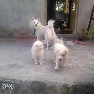White Japanese Spitz With Two Puppies