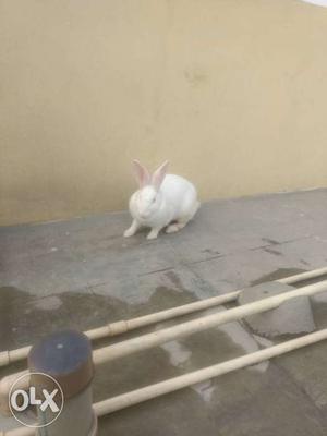 White Large Rabbit female single