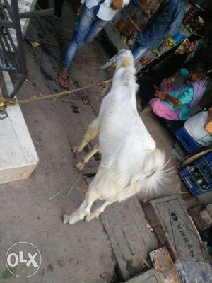 White Short Coated Goat