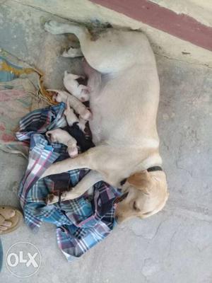 White Yellow Labrador With Puppy Litter