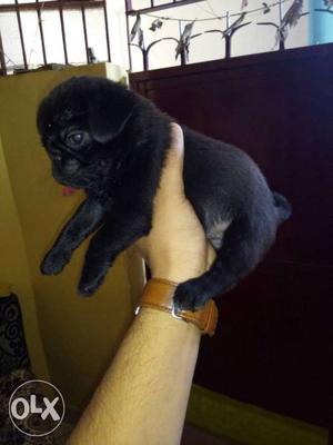 Z black pug dog A1 breed 2 month first injection complete