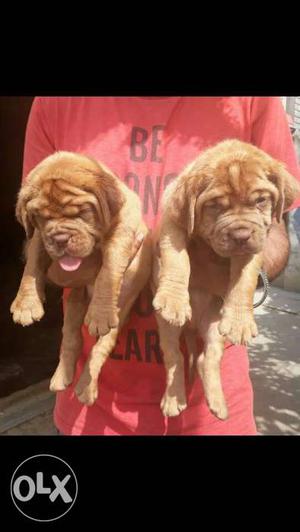 nine6 french mastiff puppy male and female 35 days