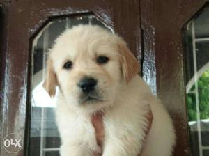 nine6 golden Retriver puppy male and female