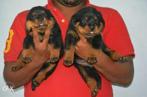 nine6 super quality Rottweiler puppy male 