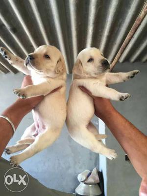 one6 Labrador male puppy in available jalandhar