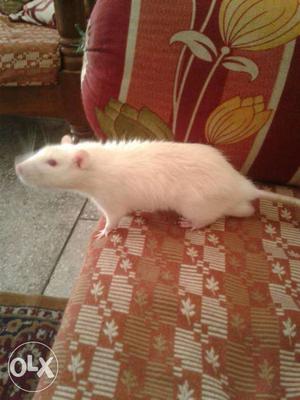 White albino rats cute n adorable friendly