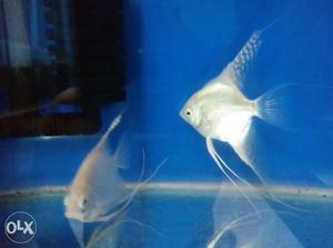 Breeding pair Platinum angel fish which has