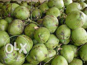 Coconut (nalikeram) for sale for 15 ruppes per piece