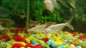 Two Silver Fishes