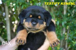 0`` testify Kennel.. ROTTWEILER for sell call now.very good