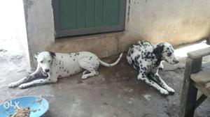 1 damation of jabalpur 3rd genration puppies