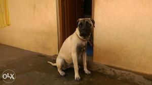 10 months female bull mastiff with KCI papers top