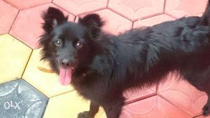 10 months old female dog for urgent sale