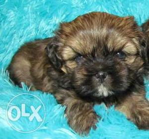 100 % pure and lovely all kind cute puppy available Lhasa
