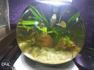 14 inch planted fish bowl with exotic fish