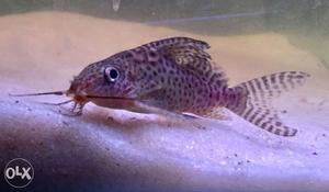 2 Big Size 4 inch leoprd CatFish