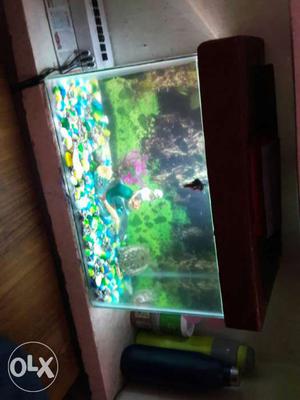 20 Inch Long Aquarium With Kachhua And 8 Fishes,