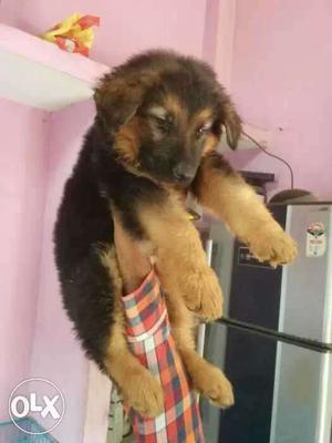 2month gsd male puppy available