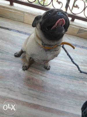 2years old female pug for sale