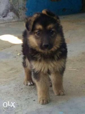 35 days old German Shepherd puppies available at