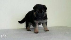 35 days old black and tan gsd female puppies and