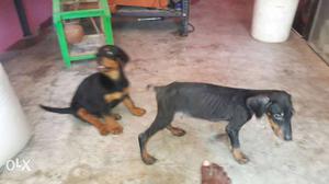 35 days old male doberman puppy not vaccinated