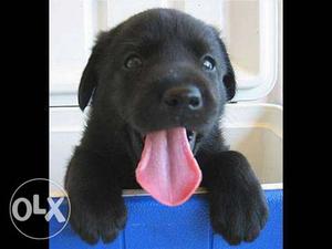 5 male black Labrador Puppies For show homes