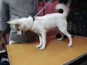 5 months old indian white female spitz fully