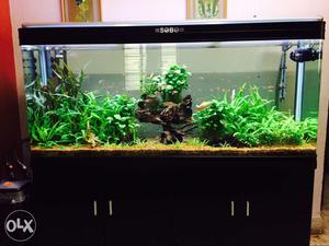 5fts with live plants and exotic fishes