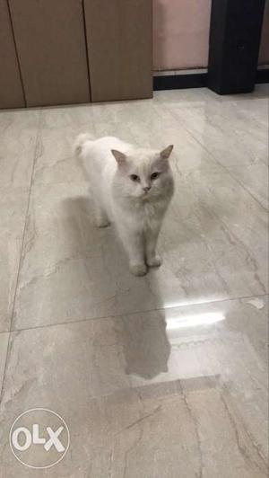 5years male persian cat