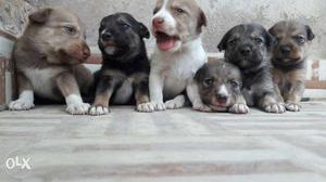6 cute puppies having 23 days aged as on 