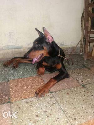 6 manth old dober femail vasu douther with