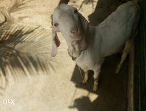 6 month old pure white and pink skin male goat