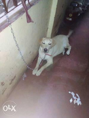 6 months Labrador puppy for sell