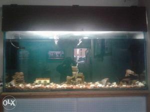 6ft aquarium in good condition with one black