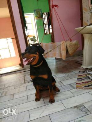 8 month rott female for sale or exchange with pug