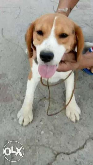 8 months old female beagle for sale