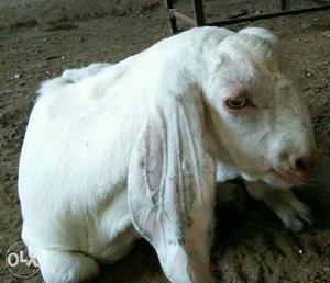 Adant Sojat Goat For Sale