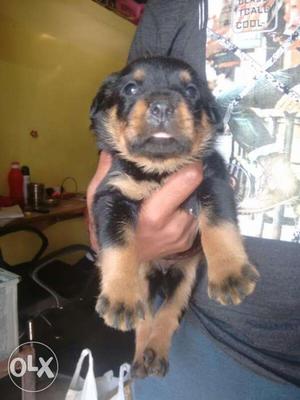 Adorable Rottweiler Female Puppies available