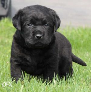 All breeds top quality male female puppies