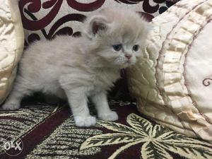 All colour Persian kitten available heavy fur quality pure