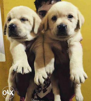 All dog breed available in Delhi and NCR, price range start