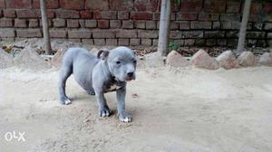 Am bully blue female puppy age 2 month top